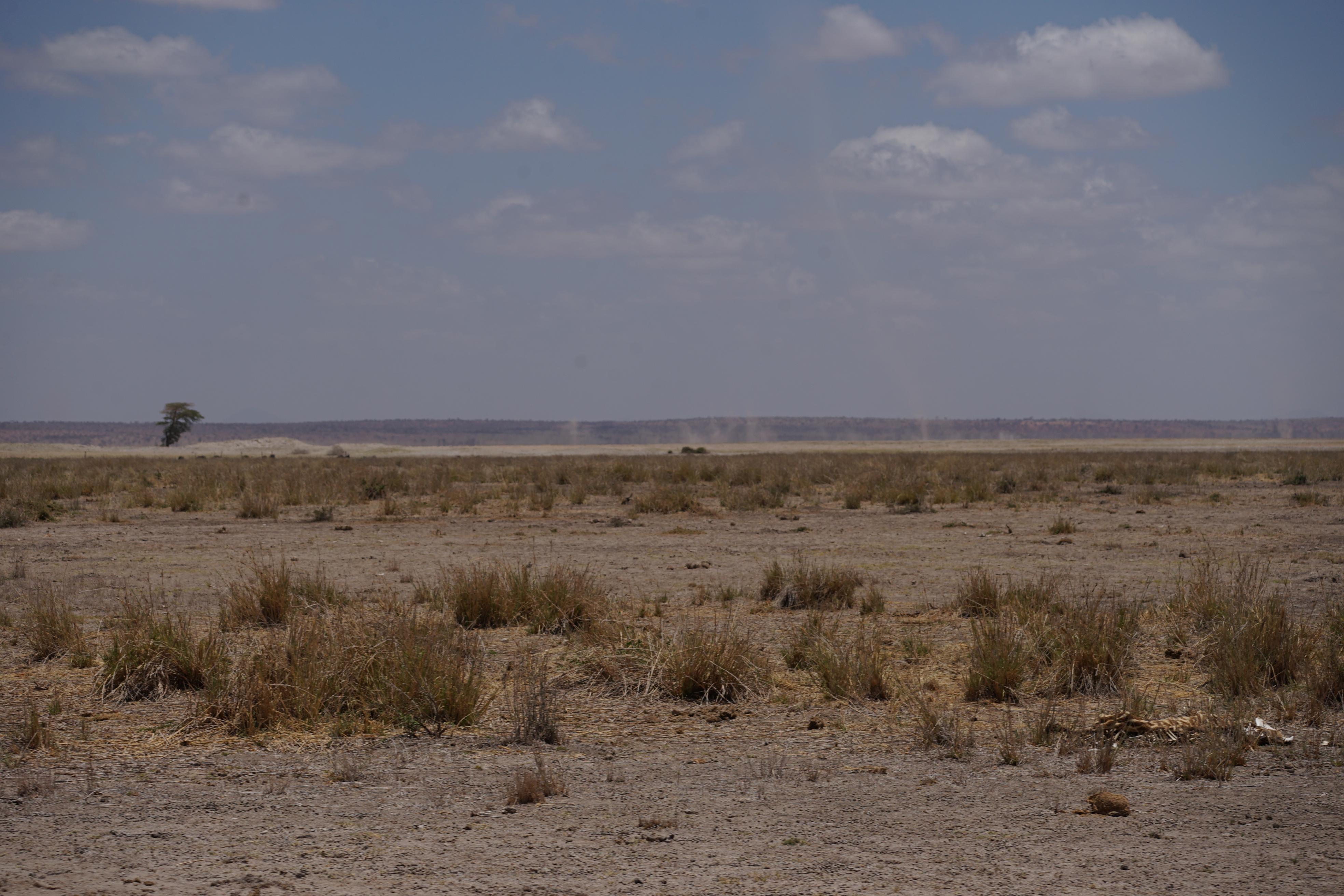 In den ausgetrockneten Ebenen, über die in der Mittagshitze unzählige staubige Windhosen ziehen, finden weder die einen noch die anderen genügend zu fressen.