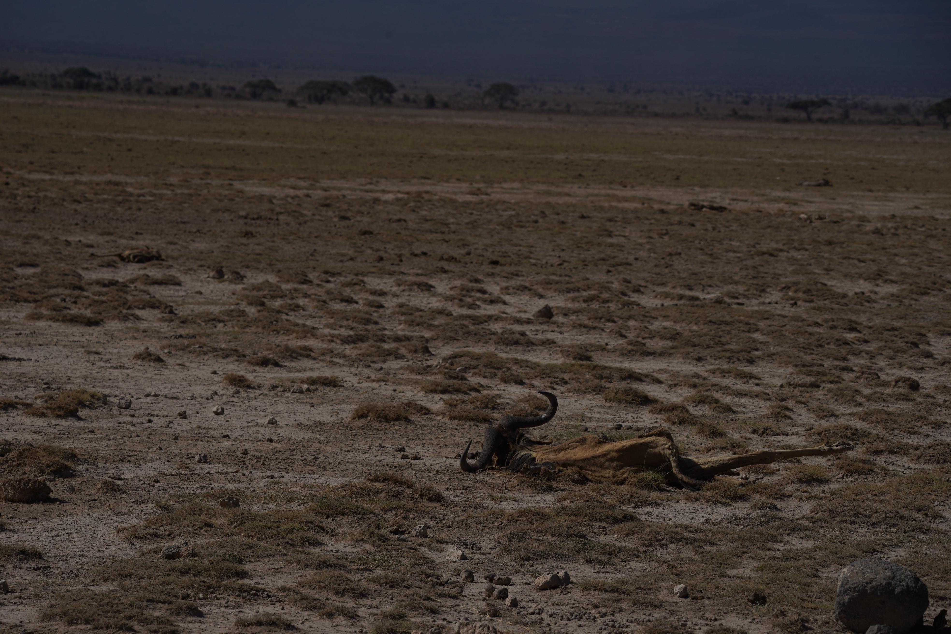 In der Trockenzeit Ende letzten Jahres verendeten so viele Wildtiere, dass der Park permanent nach Verwesung roch.