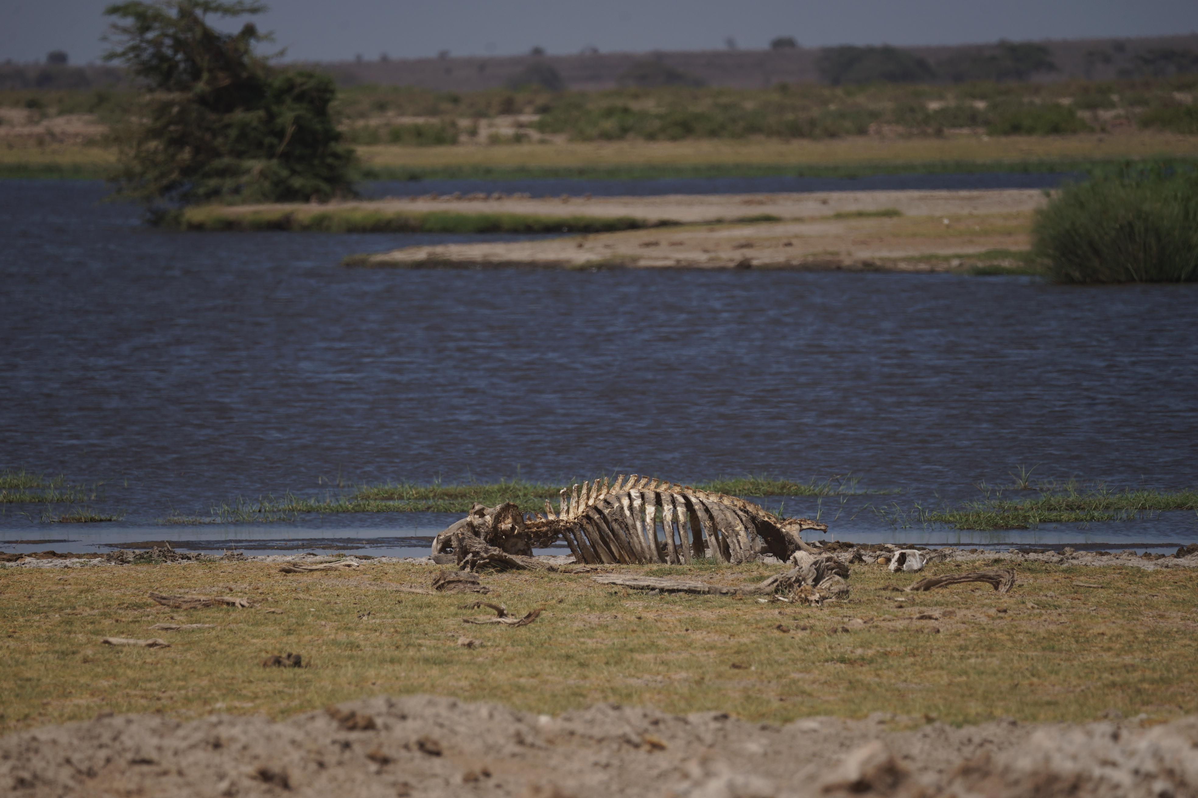 Die Landschaft im Amboseli-Nationalpark ist geprägt von großen Seen und Sumpflandschaften. Doch auch hier hat der fehlende Regen zahlreiche Tiere das Leben gekostet.