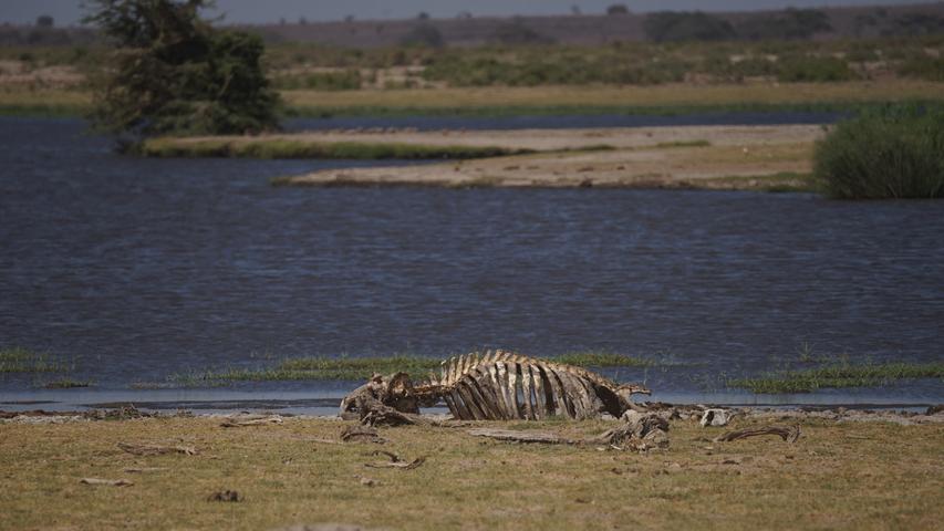 Die Landschaft im Amboseli-Nationalpark ist geprägt von großen Seen und Sumpflandschaften. Doch auch hier hat der fehlende Regen zahlreiche Tiere das Leben gekostet.
