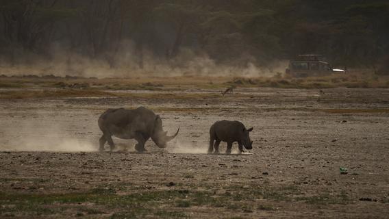 Bedrückende Bilder: Trockenheit setzt Kenias Nationalparks zu