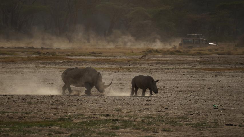 Doch am Ufer wird auch hier schnell klar, dass außerhalb des Sees Wasser fehlt: Jeder Schritt der dort lebenden Nashörner und die Reifen der vorbeifahrenden Safari-Autos wirbeln riesige Staubwolken auf. Schnell ist alles von einer feinen, braunen Schicht bedeckt.