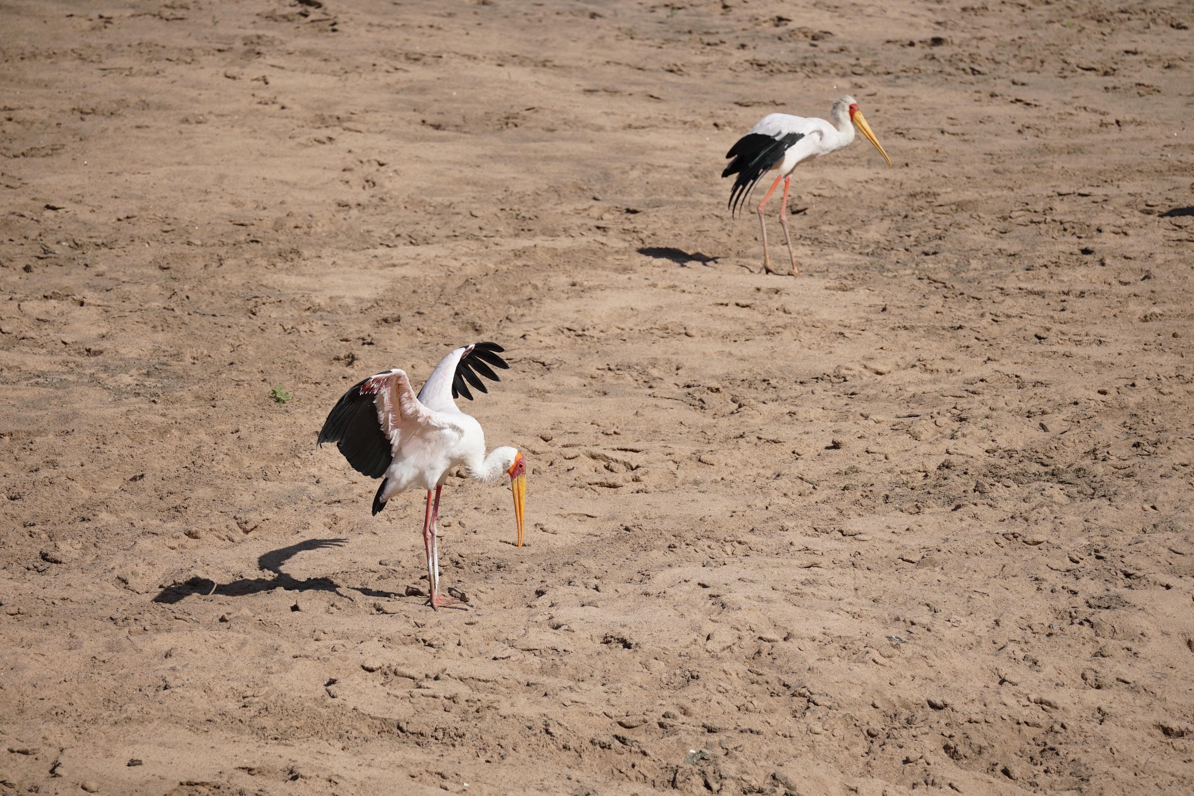 Die Wasserknappheit ist nicht in jedem Teil des Landes gleich dramatisch. Besonders stark ist der Norden Kenias betroffen, wo generell wenig Regen fällt.