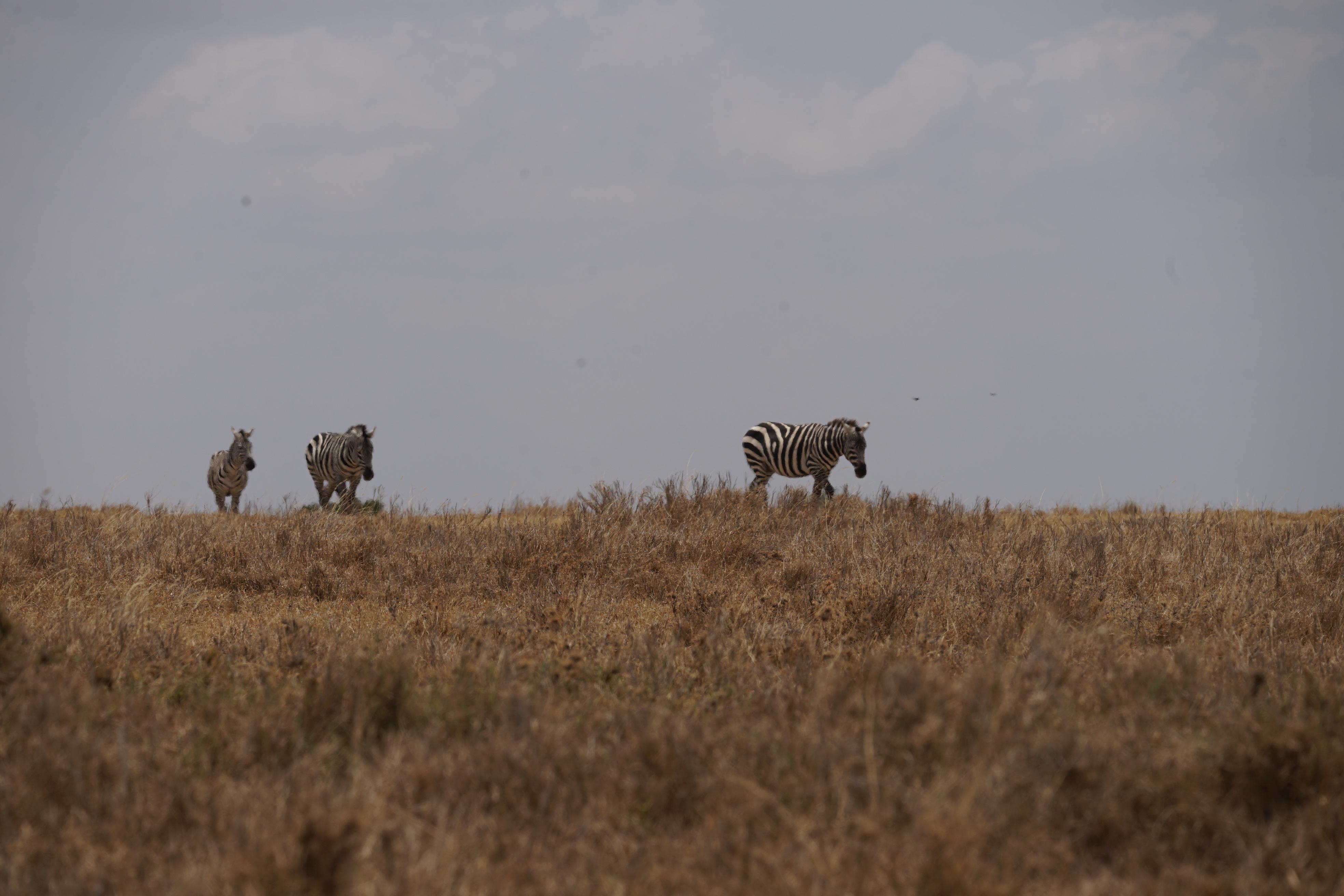 Zebras wandern über eine ausgedörrte Ebene mit vertrocknetem Gras.