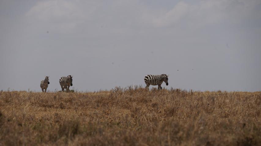 Zebras wandern über eine ausgedörrte Ebene mit vertrocknetem Gras.