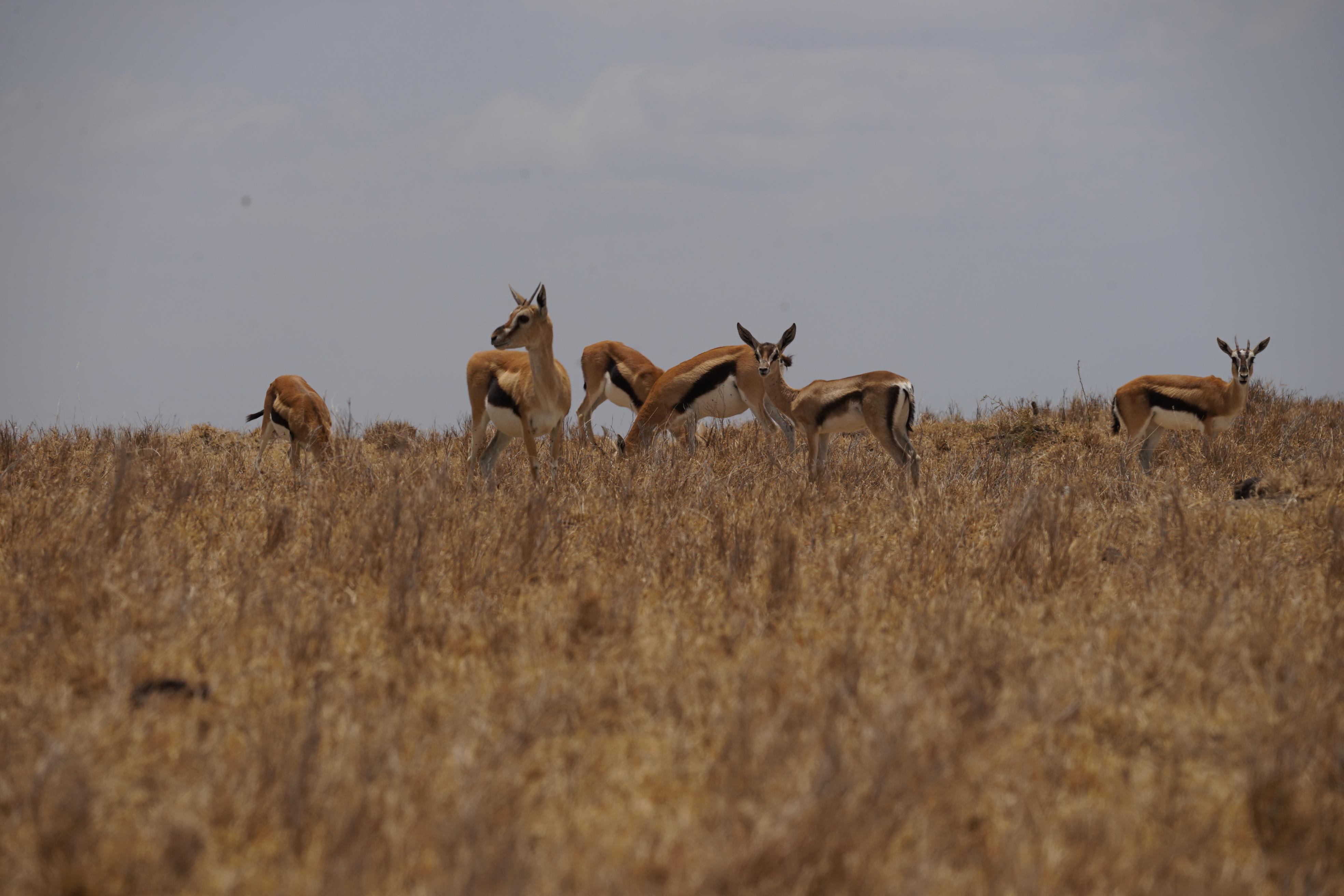 Hier im "Ol Pejeta"-Reservat, das in Sichtweite von Kenias höchstem Berg, dem Mount Kenya, liegt, hat es in den letzten Monaten viel zu wenig geregnet.