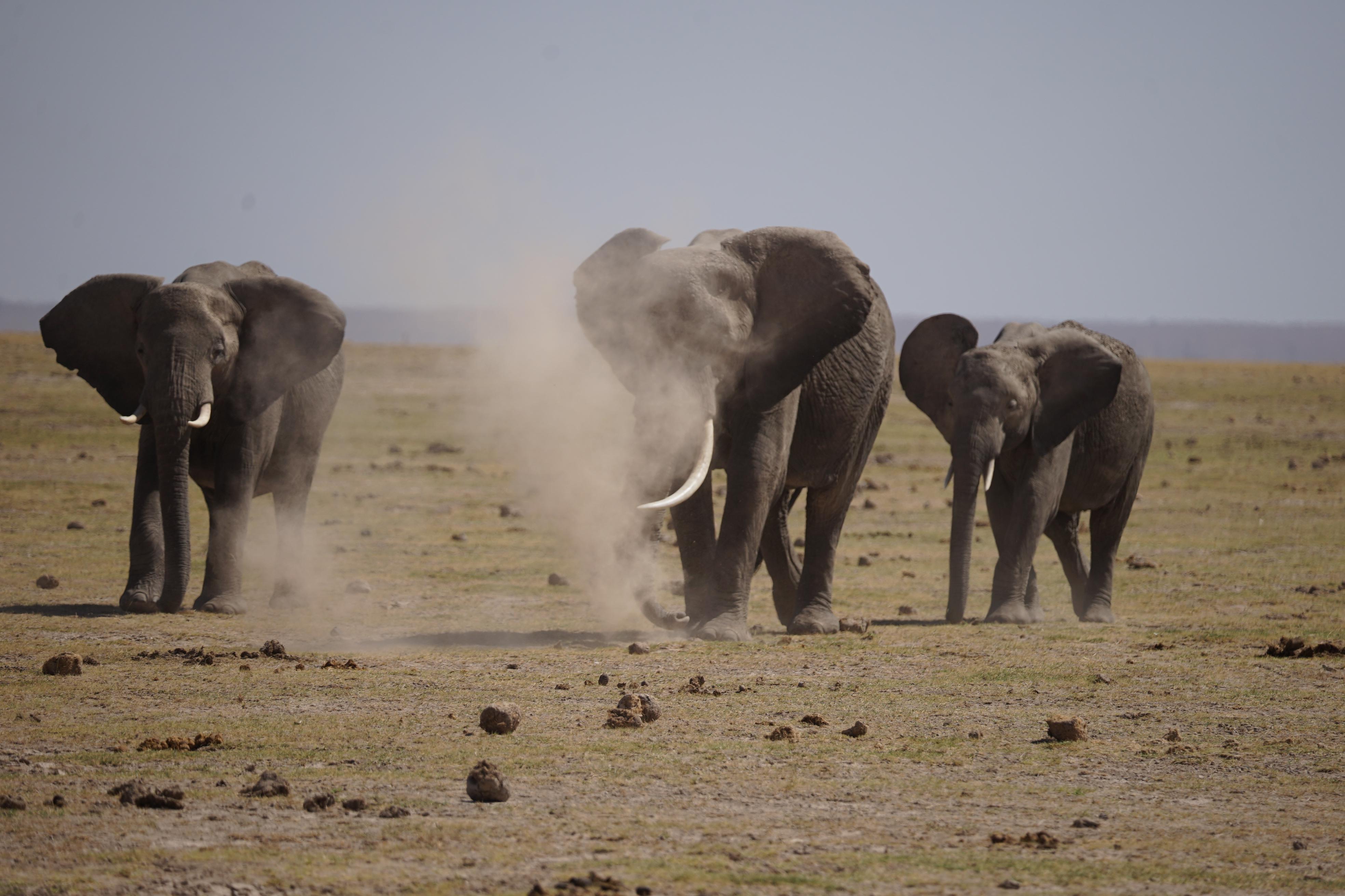 Besonders hart getroffen hat die Dürre den Amboseli-Nationalpark, der für seine riesige Elefanten-Population bekannt ist.