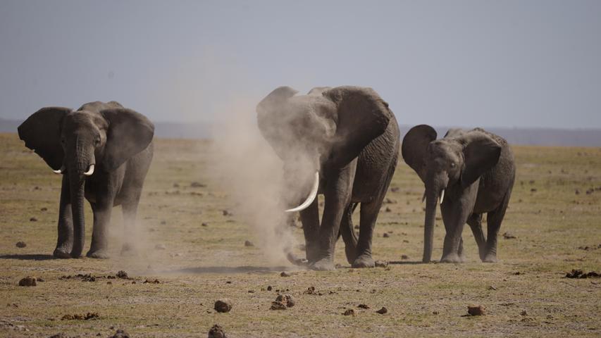Besonders hart getroffen hat die Dürre den Amboseli-Nationalpark, der für seine riesige Elefanten-Population bekannt ist.