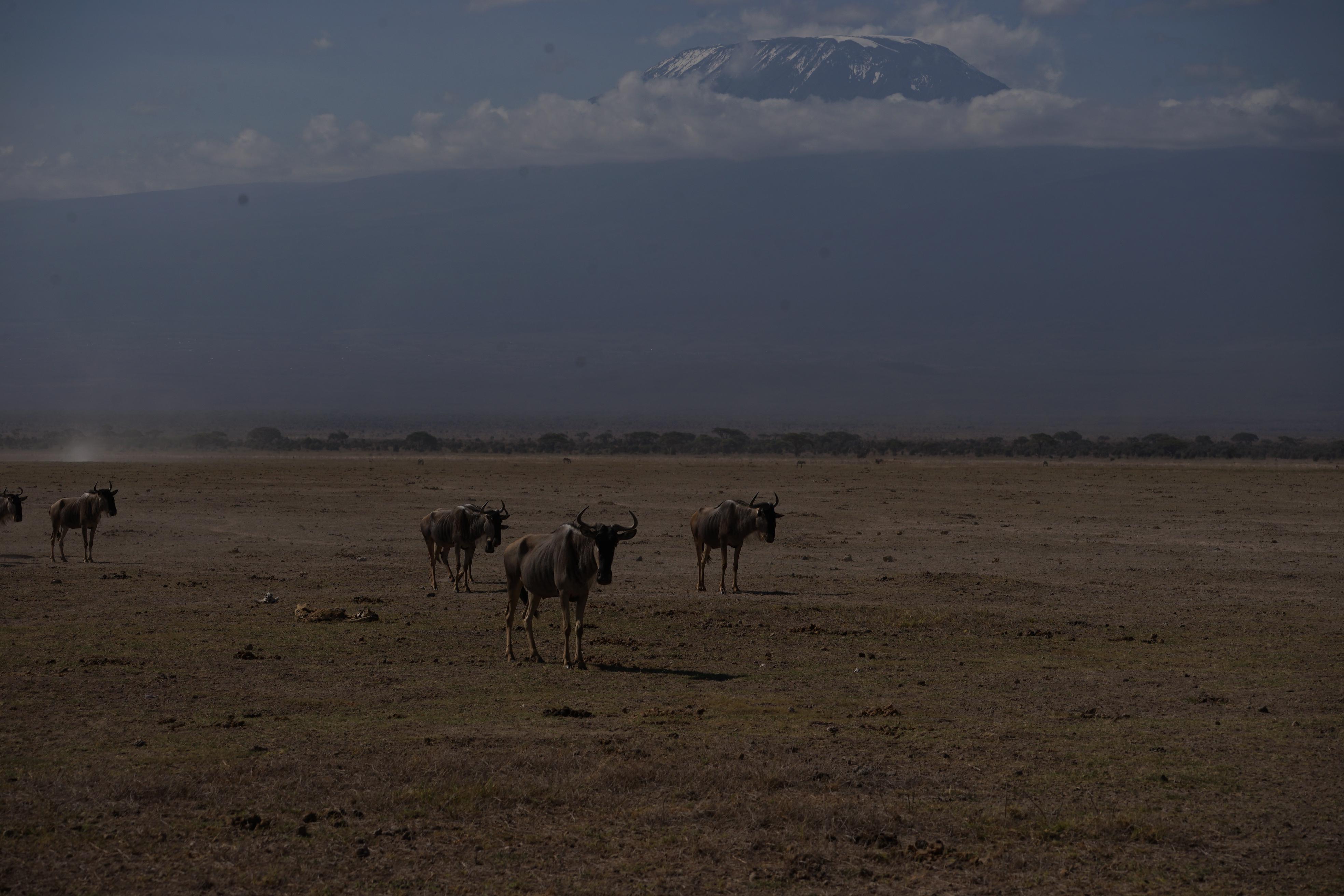 Einer der Gründe für den gefährlichen Wassermangel: Auf den Gipfeln des Kilimandscharo schrumpfen die Gletscher.