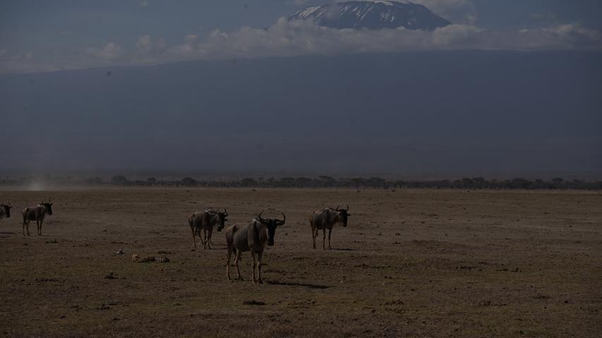 Einer der Gründe für den gefährlichen Wassermangel: Auf den Gipfeln des Kilimandscharo schrumpfen die Gletscher.