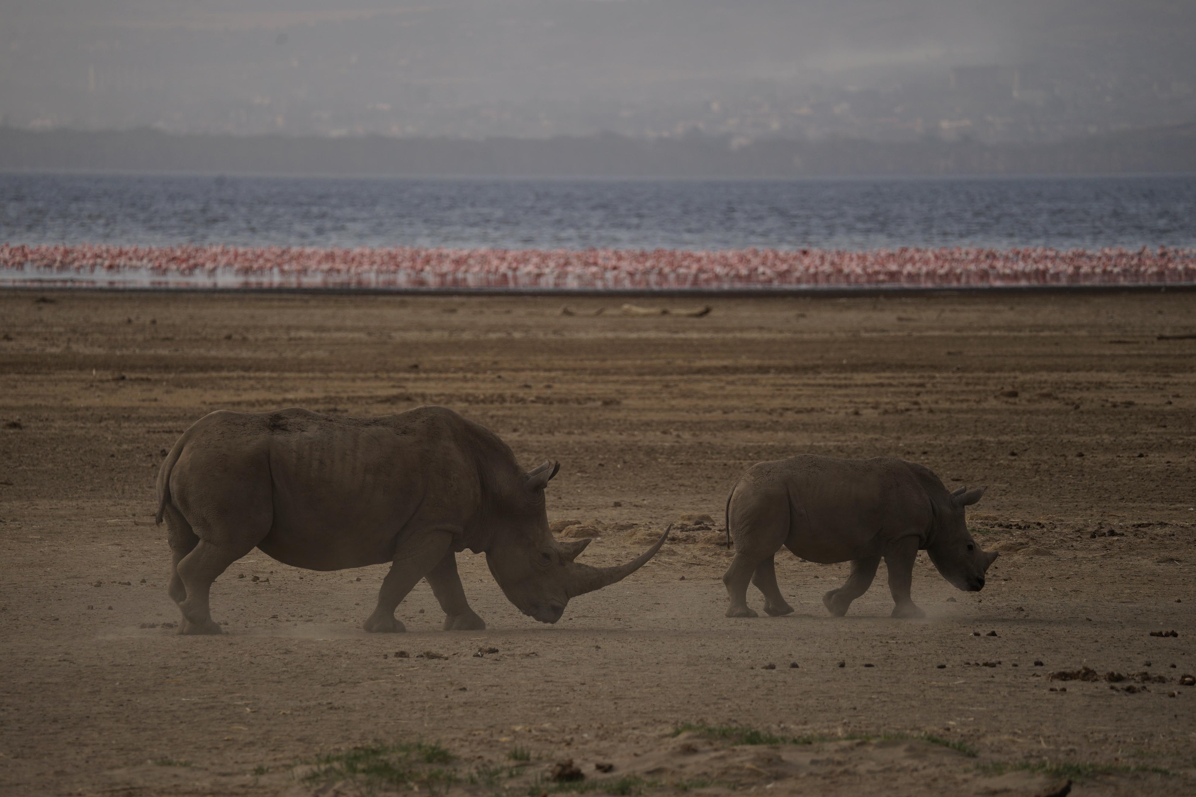 Im zentral gelegenen Rift Valley wachsen dagegen die Seen wie hier der Lake Nakuru seit Jahren an. Der steigende Wasserspiegel ertränkt Bäume und Häuser.