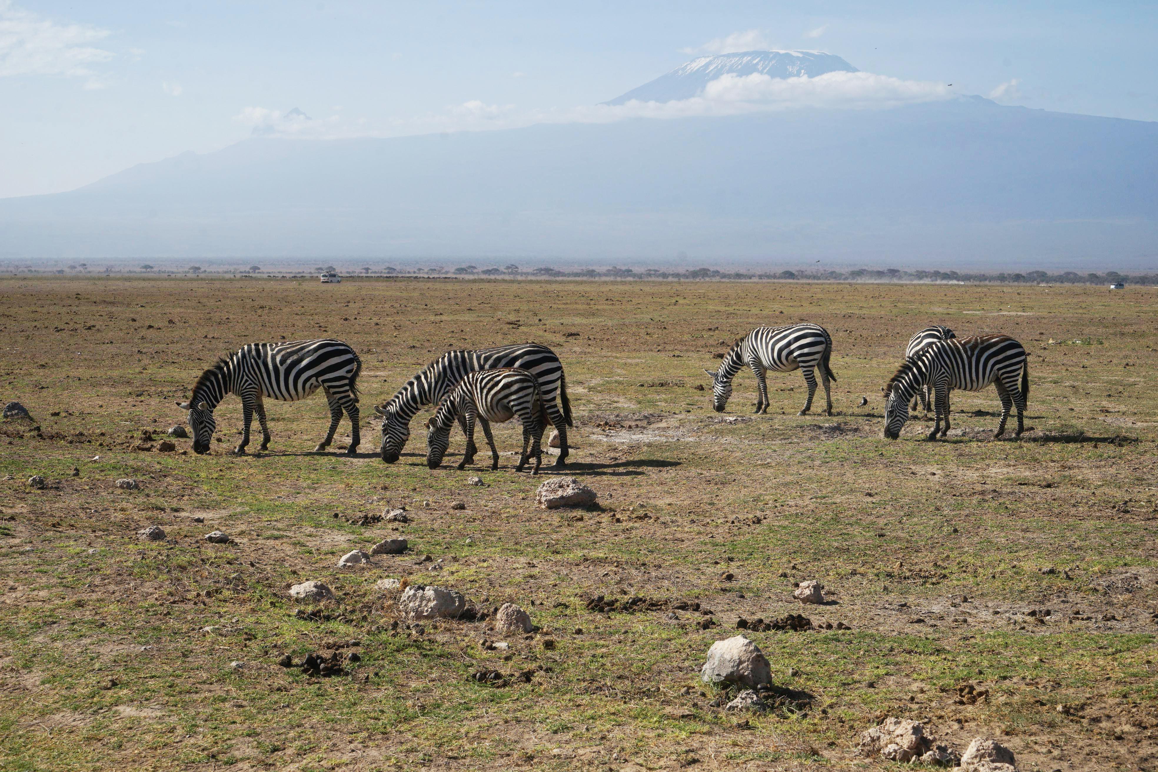 Die Tiere leben hier zusammen mit zahlreichen anderen Arten am Fuße des Kilimandscharo, der sich nur wenige Kilometer entfernt im benachbarten Tansania erhebt.
