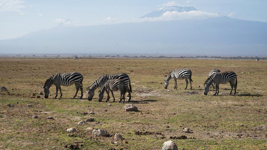 Die Tiere leben hier zusammen mit zahlreichen anderen Arten am Fuße des Kilimandscharo, der sich nur wenige Kilometer entfernt im benachbarten Tansania erhebt.