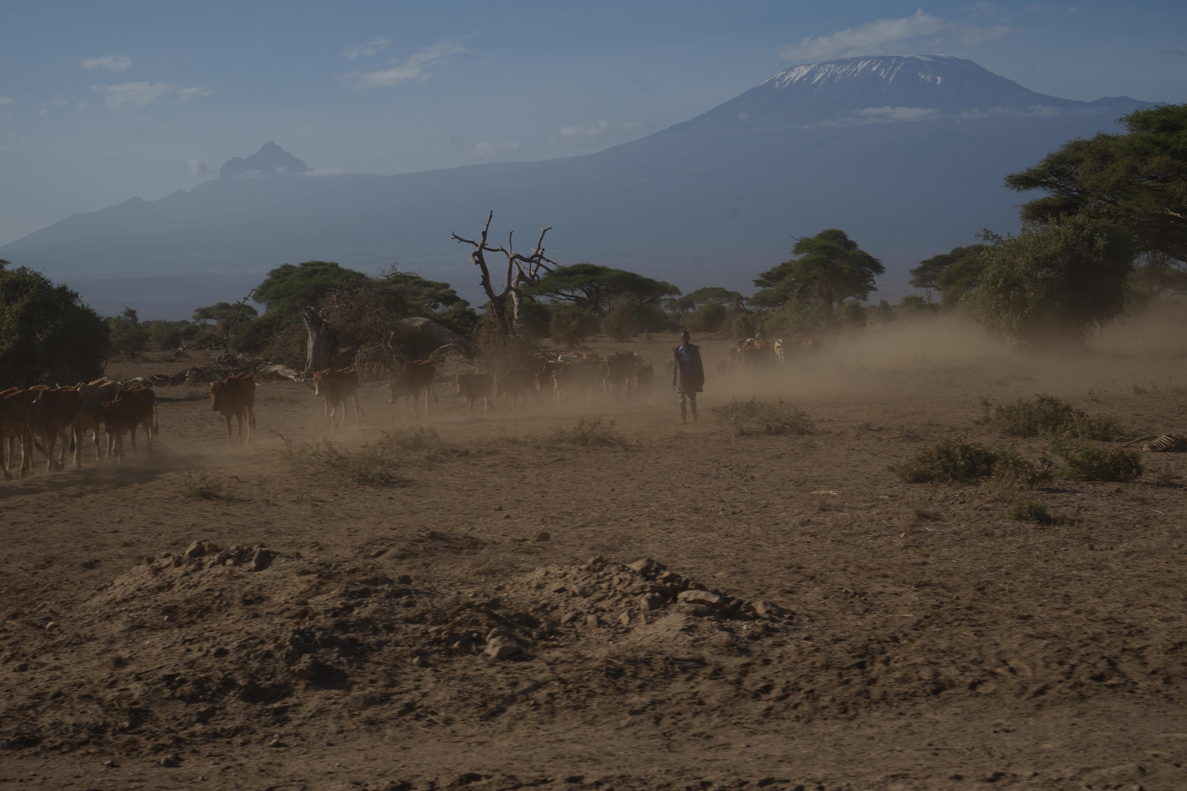 ...sondern auch für die Menschen, die rund um den Park leben. Dieser Massai-Hirte hat seine Kühe in das Schutzgebiet getrieben...