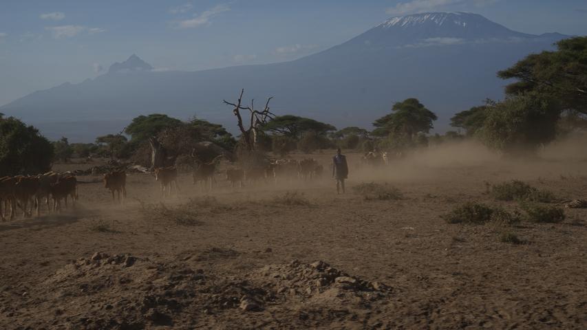 ...sondern auch für die Menschen, die rund um den Park leben. Dieser Massai-Hirte hat seine Kühe in das Schutzgebiet getrieben...