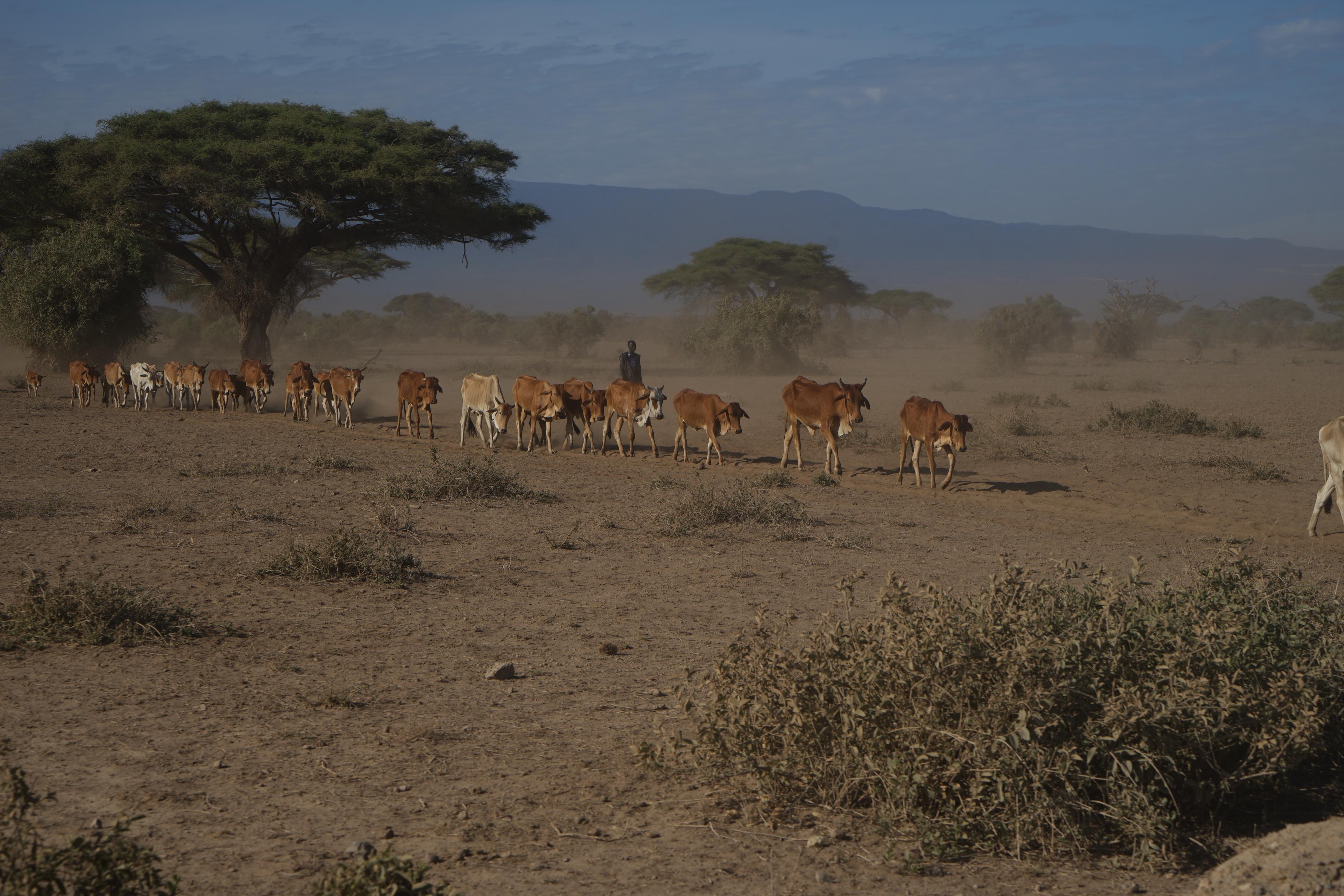 ...weil sie außerhalb keine Nahrung mehr finden. Wild- und Nutztiere konkurrieren also zusätzlich um Wasser und Gras.