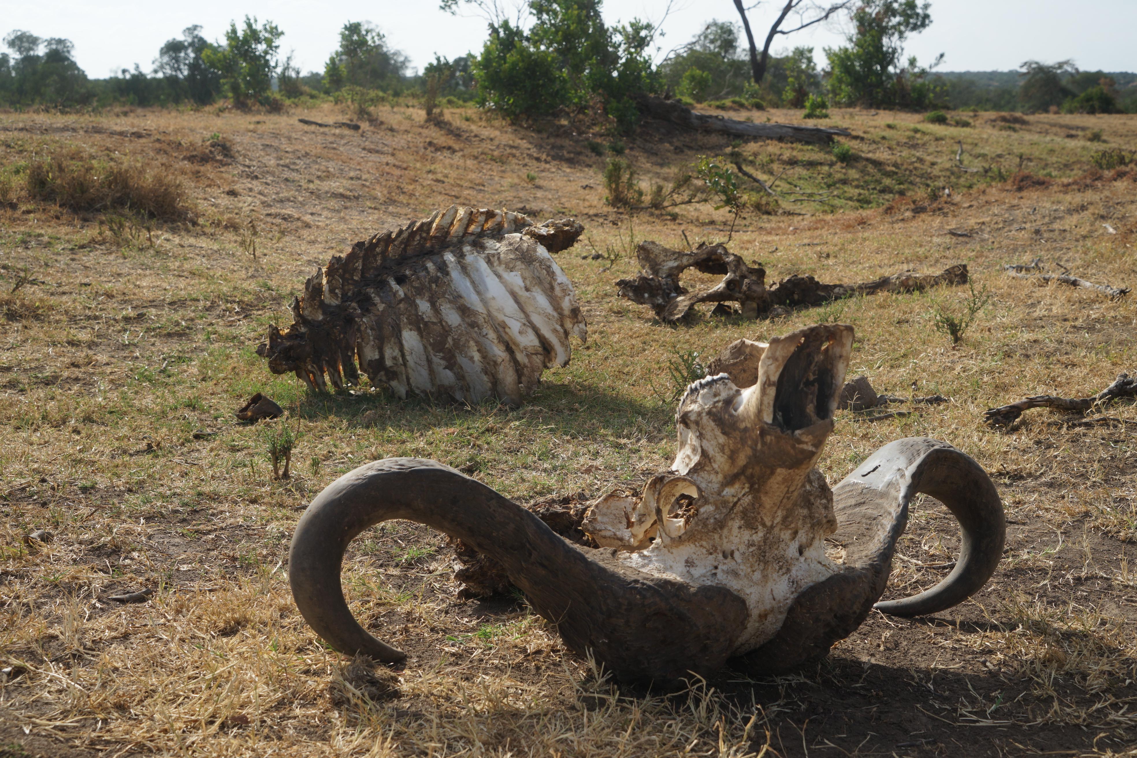 Immer wieder wird das Tieren zum Verhängnis. Dieser Büffel war auf dem Weg zum Fluss, erzählt ein Ranger. Zu dem Zeitpunkt, als das Foto aufgenommen wurde, war er erst wenige Tage tot. Er brach entkräftet neben dem ausgetrockneten Flussbett zusammen.