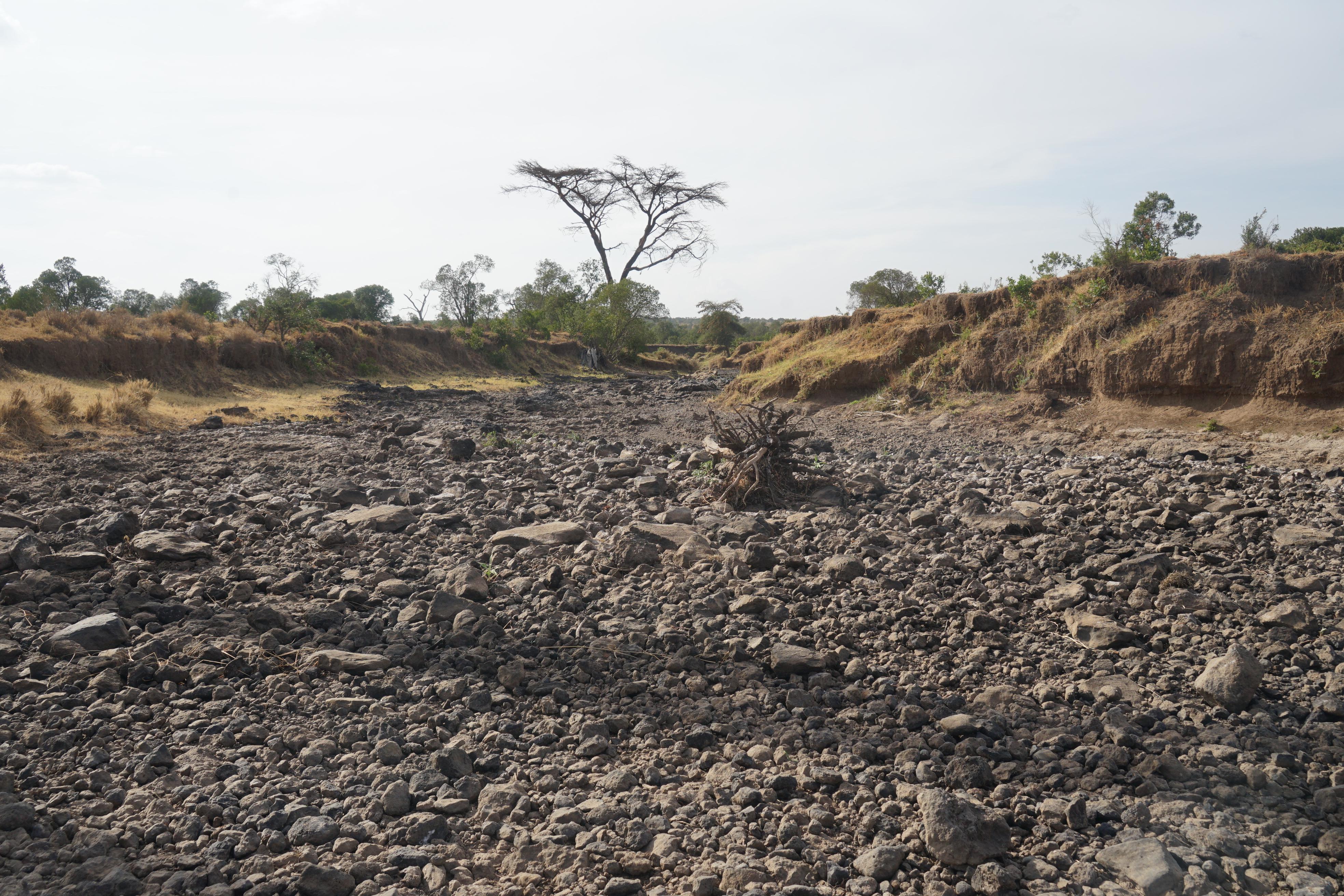 Für die Tiere ist der Wassermangel in vielerlei Hinsicht herausfordernd. Sie finden nicht nur wenig zu trinken, sondern vor allem auch zu wenig Futter. Die fehlende Nahrung macht sie anfällig für Krankheiten und Parasiten.