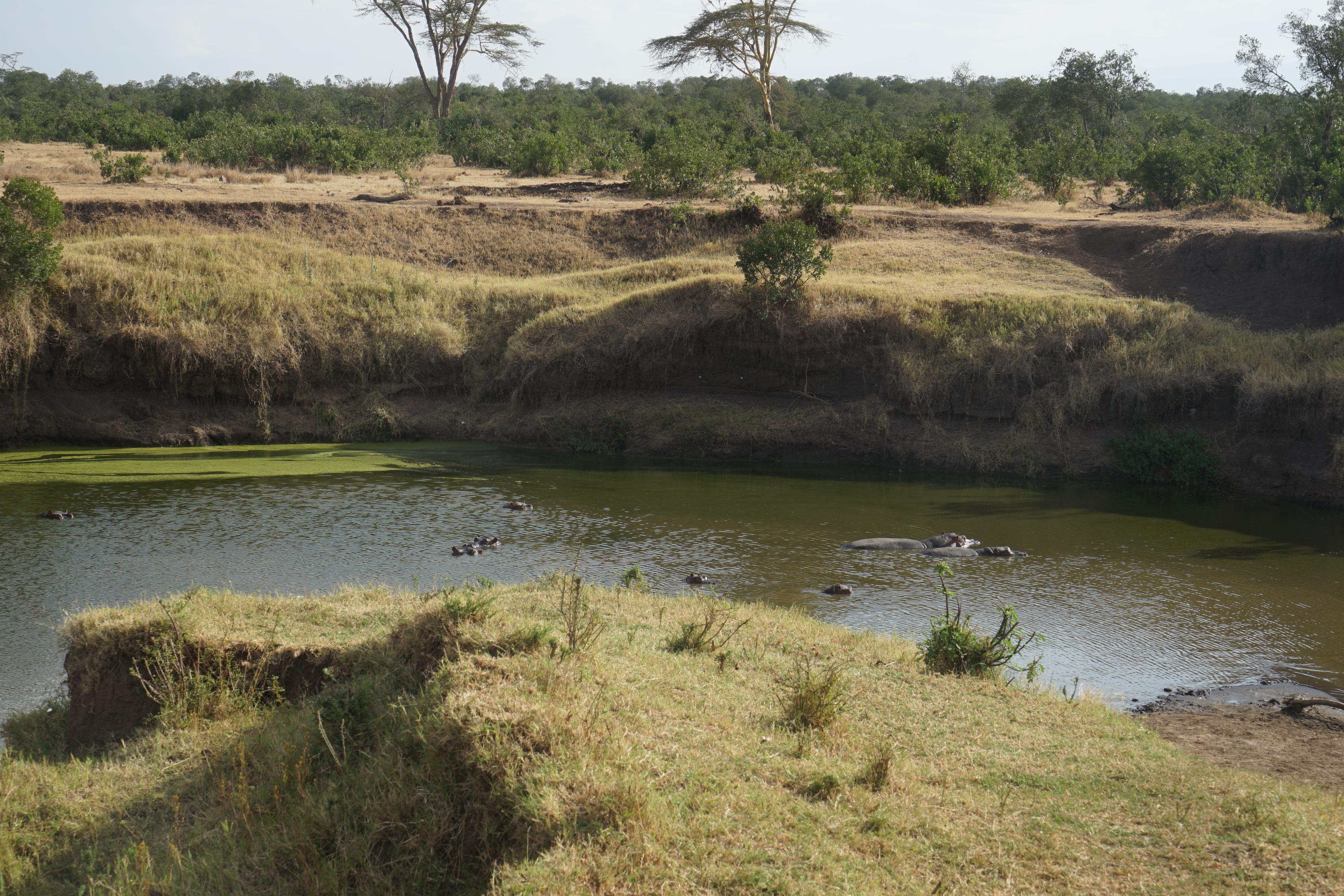 Besonders gefährdet sind die Nilpferde. Sie haben sich hier an einer der wenigen Stellen des Flusses versammelt, wo das Wasser noch tief genug ist, um unterzutauchen. Die Haut der Tiere ist empfindlich. Zwar können sie ein schützendes Sekret absondern - ganz ohne Wasser überlebensie aber nicht lange.
