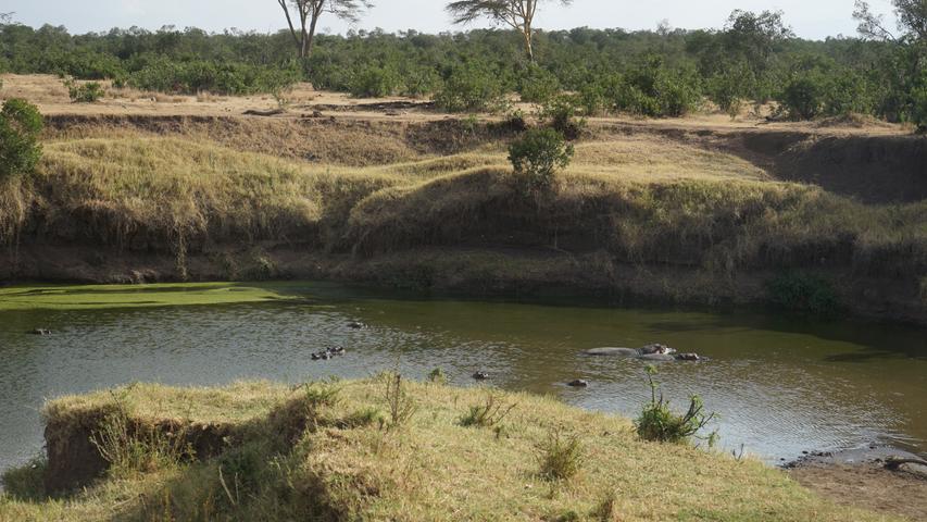 Besonders gefährdet sind die Nilpferde. Sie haben sich hier an einer der wenigen Stellen des Flusses versammelt, wo das Wasser noch tief genug ist, um unterzutauchen. Die Haut der Tiere ist empfindlich. Zwar können sie ein schützendes Sekret absondern - ganz ohne Wasser überlebensie aber nicht lange.