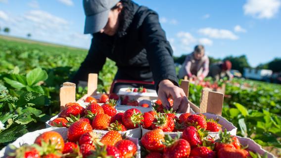 Erdbeer-Saison in Franken steht vor der Tür: Feld zum Selberpflücken direkt an der B470