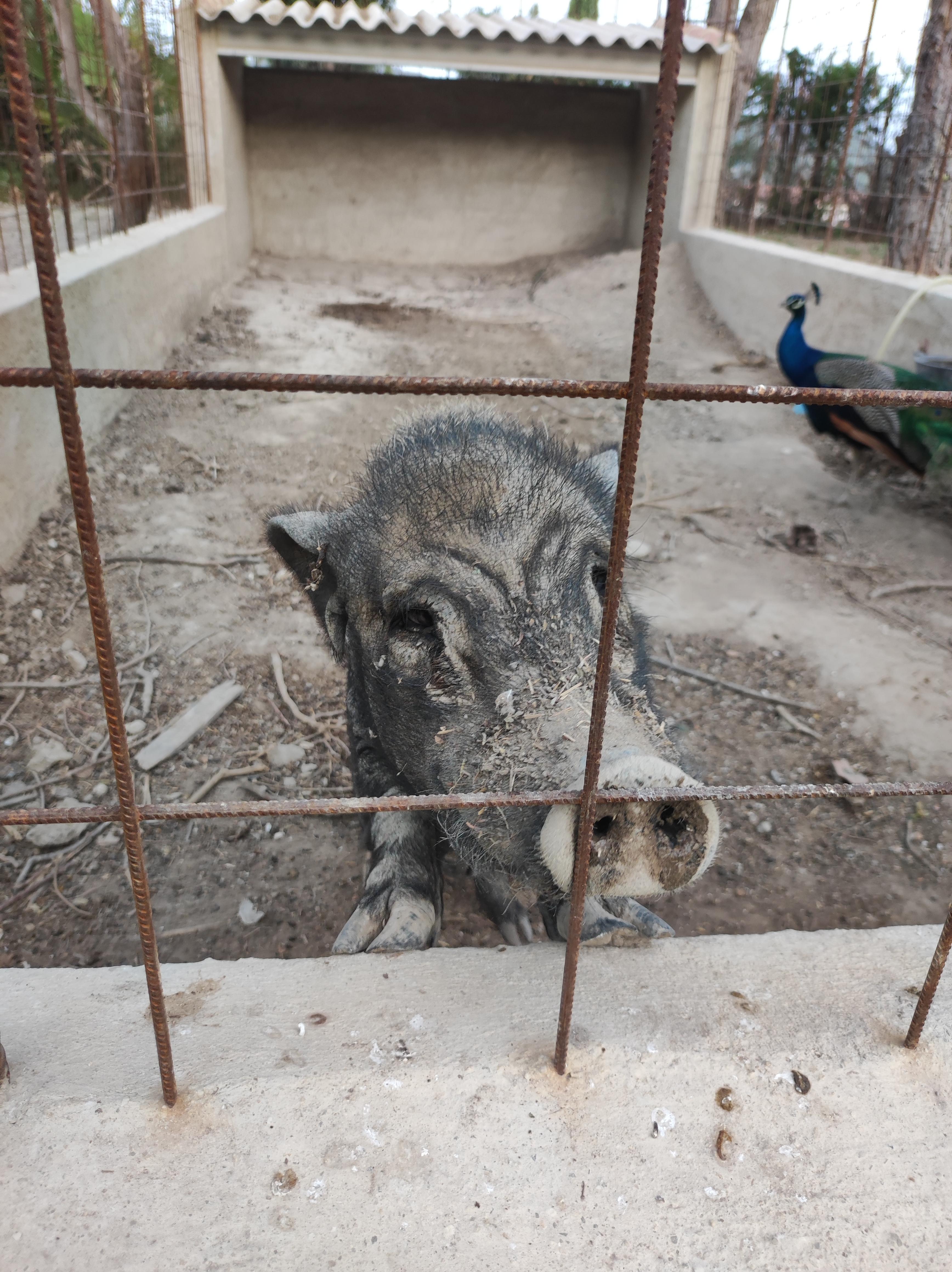Und auch das Schwein kommt nach seiner Siesta kurz zum Gitter, um zu schauen, welche neuen Gäste da sind.