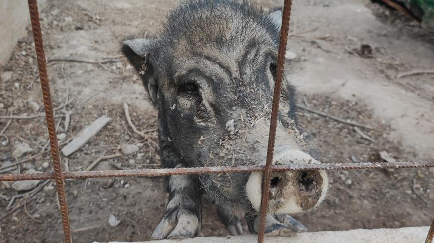 Und auch das Schwein kommt nach seiner Siesta kurz zum Gitter, um zu schauen, welche neuen Gäste da sind.