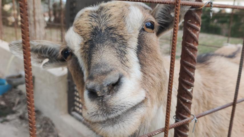 Hier gibt es wie auf einem Bauernhof üblich auch Tiere: Die Ziege guckt neugierig durch die Gitterstäbe.