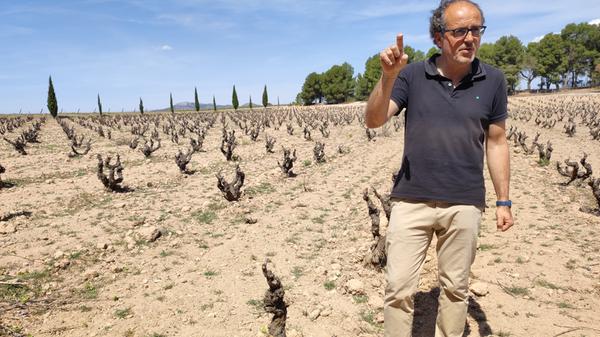 Der Weinbauer erklärt, dass vor allem die Sorten Monastrell (rot), Verdil und Moscatel (beide weiß) in dieser recht trockenen Region gut gedeihen, in der vom Landesinneren ein trockener und vom Meer ein feuchter Wind zusammentreffen.