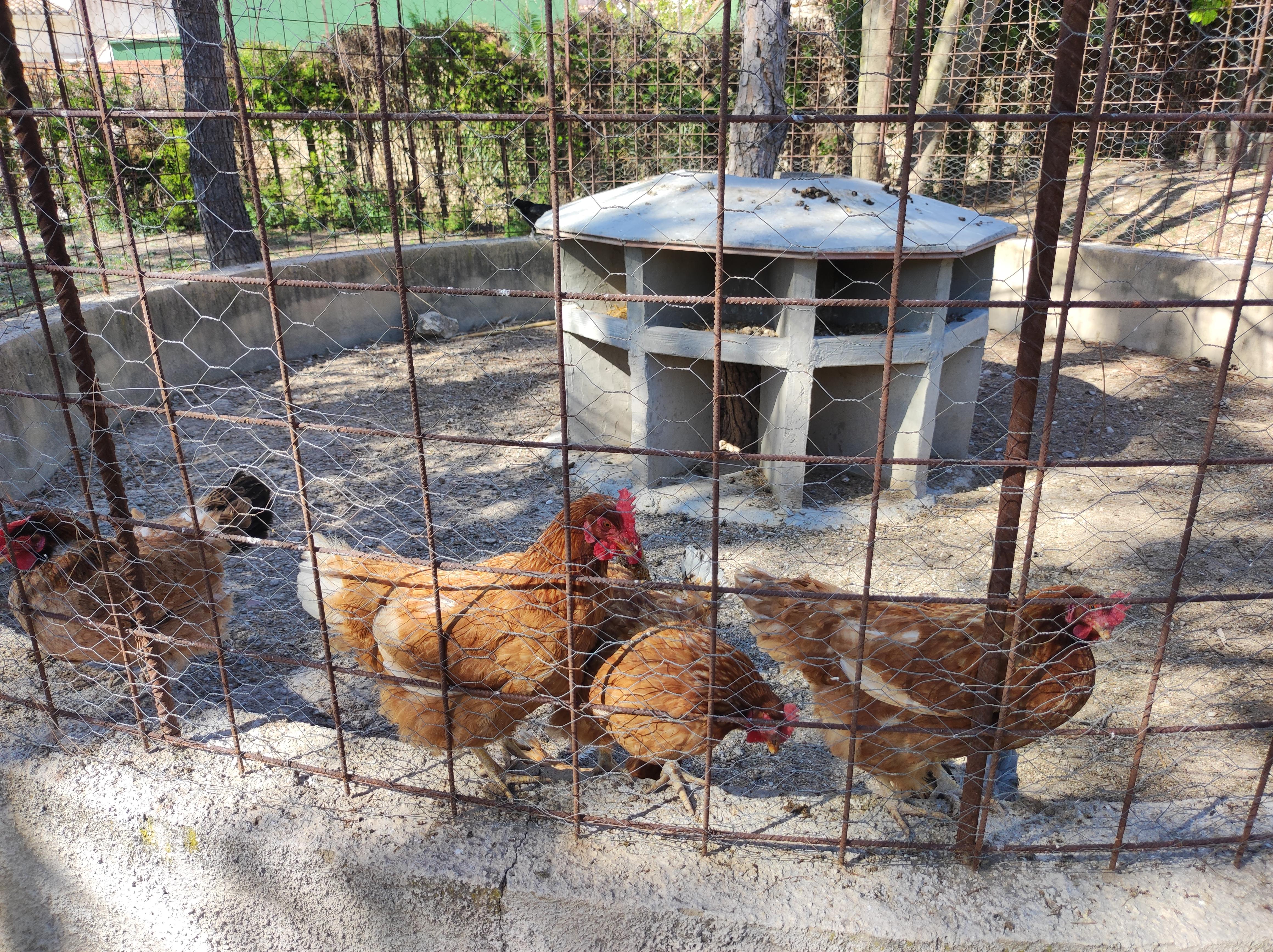 Die Hühner wollen auch am liebsten raus aus ihrem Gehege.