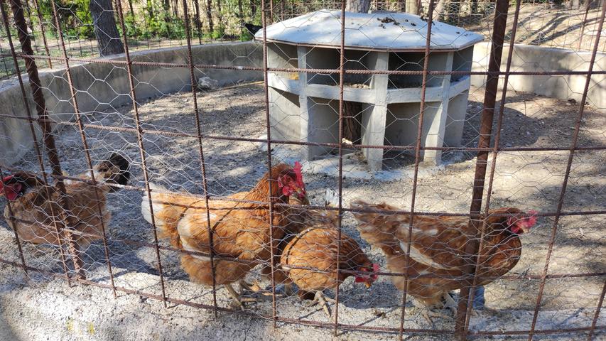 Die Hühner wollen auch am liebsten raus aus ihrem Gehege.