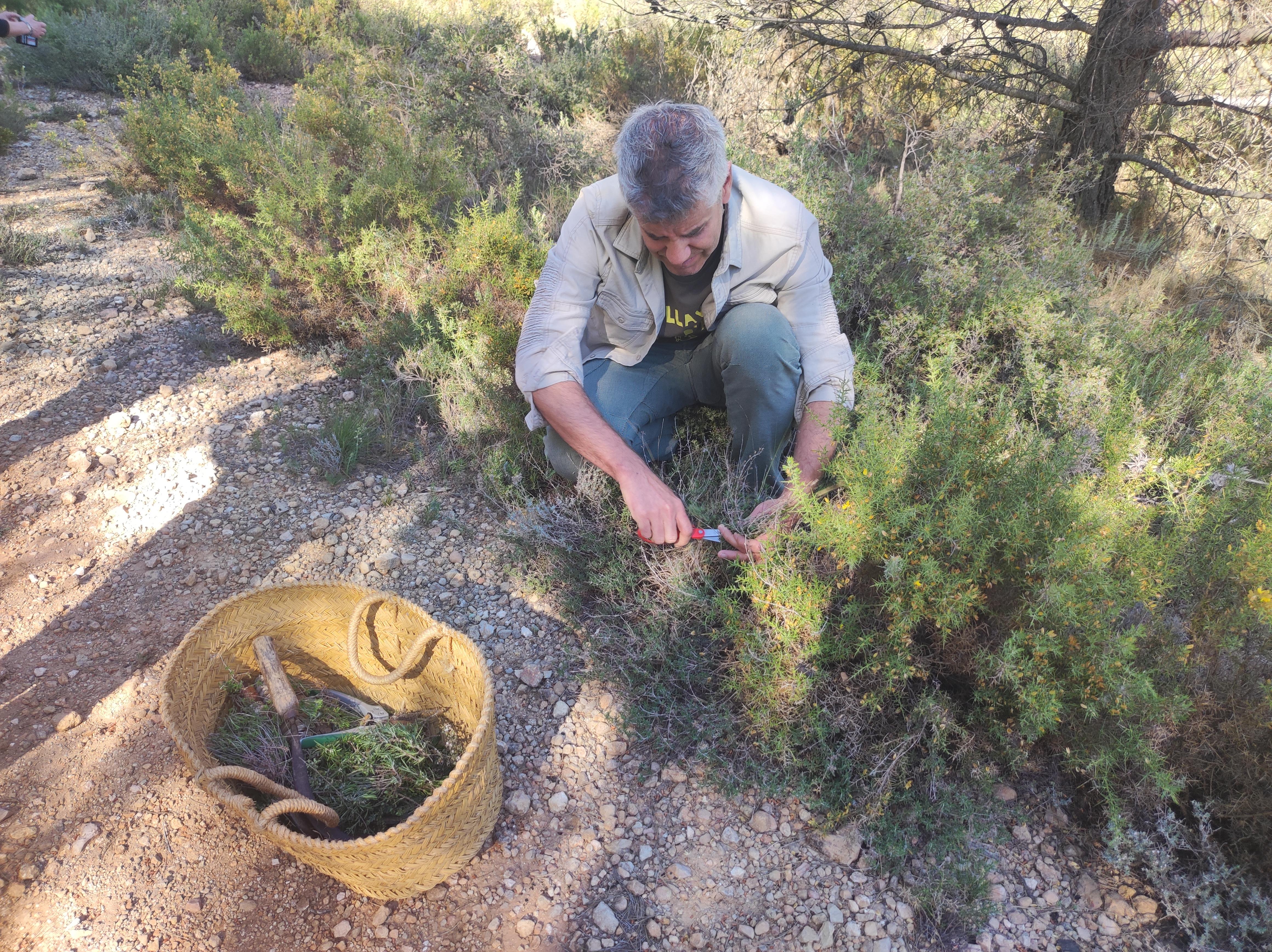 Miguel schneidet auch Lavendel und Salbei ab, die nach der Wanderung ebenfalls in Kräutersäckchen gesteckt werden.