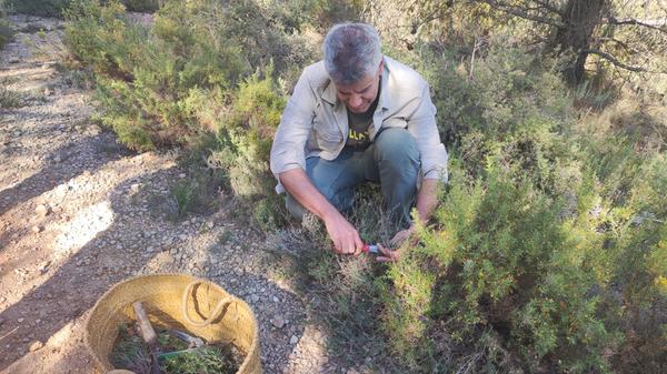 Miguel schneidet auch Lavendel und Salbei ab, die nach der Wanderung ebenfalls in Kräutersäckchen gesteckt werden.