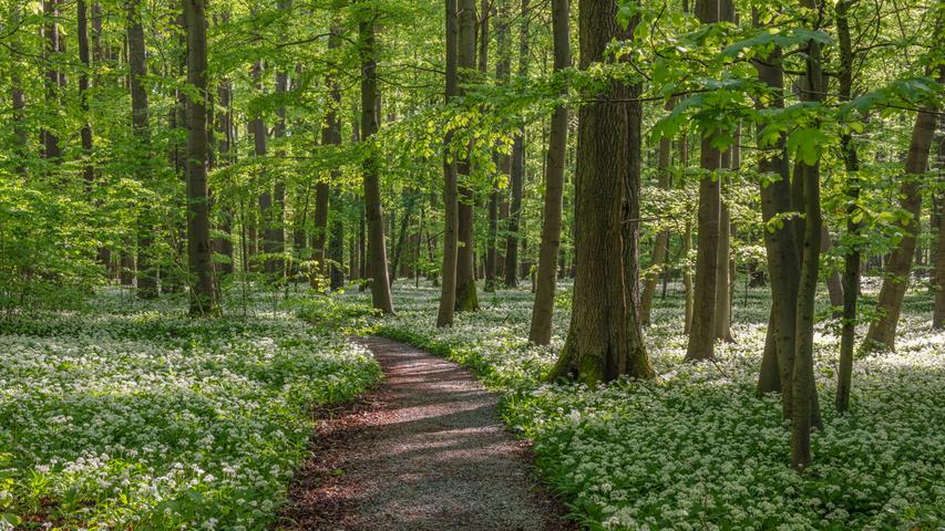 Der Hainich in Thüringen ist europaweit eines der größten zusammenhängenden Buchenwaldgebiete. Über Wald- und Wiesenwege führt die Rundwanderung knapp 20 Kilometer durch den Nationalpark. Ausgangspunkt der Route ist der Wanderparkplatz Weberstedt.