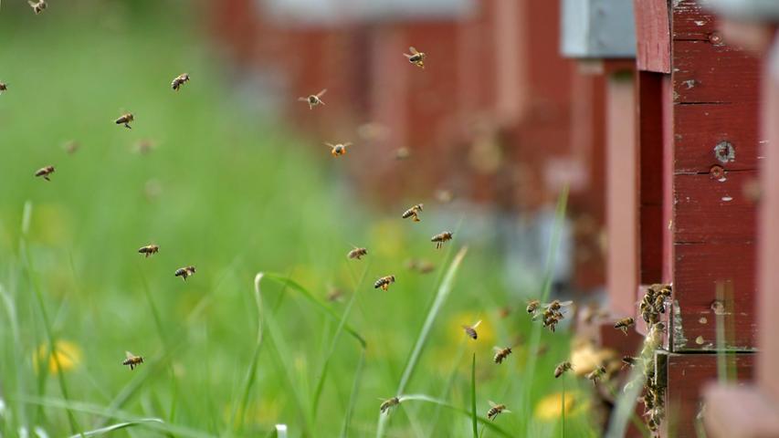 Beladen mit Blütenpollen tummeln sich Bienen am Eingang zu ihrem Stock bei Triesdorf. Mehr Leserfotos finden Sie hier
