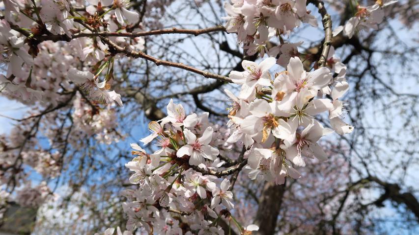 Der Blutpflaumenbaum feiert den Frühling und steht in voller Blüte. Mehr Leserfotos finden Sie hier