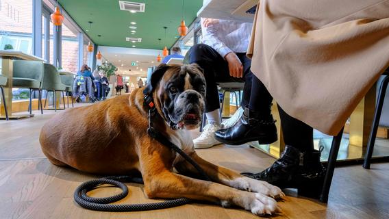 In diesem Nürnberger Café sind Hunde explizit willkommen