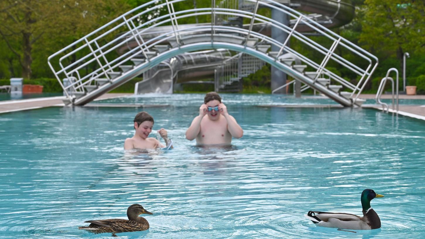 Gefiederte Konkurrenz: Dieses Entenpaar kam ebenfalls pünktlich zur Eröffnung des Hilpoltsteiner Freibades mit den Schwimmern und Schwimmerinnen, um Bahnen zu ziehen. Gefiederte Konkurrenz: Dieses Entenpaar kam ebenfalls pünktlich zur Eröffnung des Hilpoltsteiner Freibades mit den Schwimmern und Schwimmerinnen, um Bahnen zu ziehen.