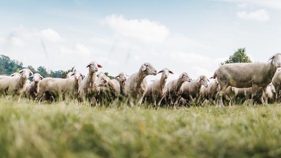 Über 1000 Schafe: Das Programm zum Altmühltaler Lamm-Auftrieb 2023