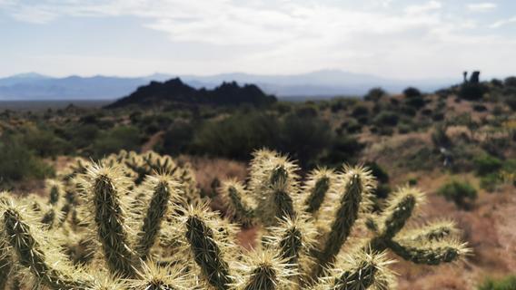 Scottsdale stachelt an: Unterwegs im Wüstenstaat Arizona