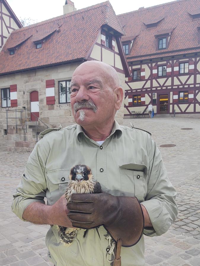 Falkner Kurt Hussong bei der Rettung des zu früh ausgeflogenen Wanderfalken-Jungvogels.