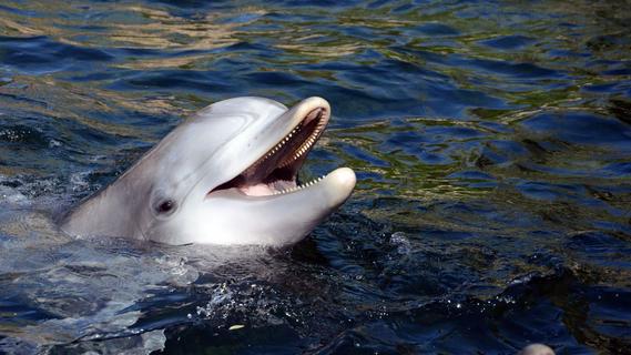 Delfine haben einen "siebten Sinn": Entdeckung von Nürnberger Forscher sorgt weltweit für Aufsehen