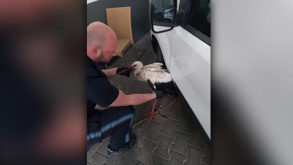 Storchenrettung Neumarkt.jpg