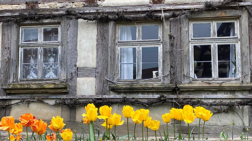 Gelbe und orangefarbene Tulpen schmücken eine alte Schönheit im Freilandmuseum Bad Windsheim. Mehr Leserfotos finden Sie hier
