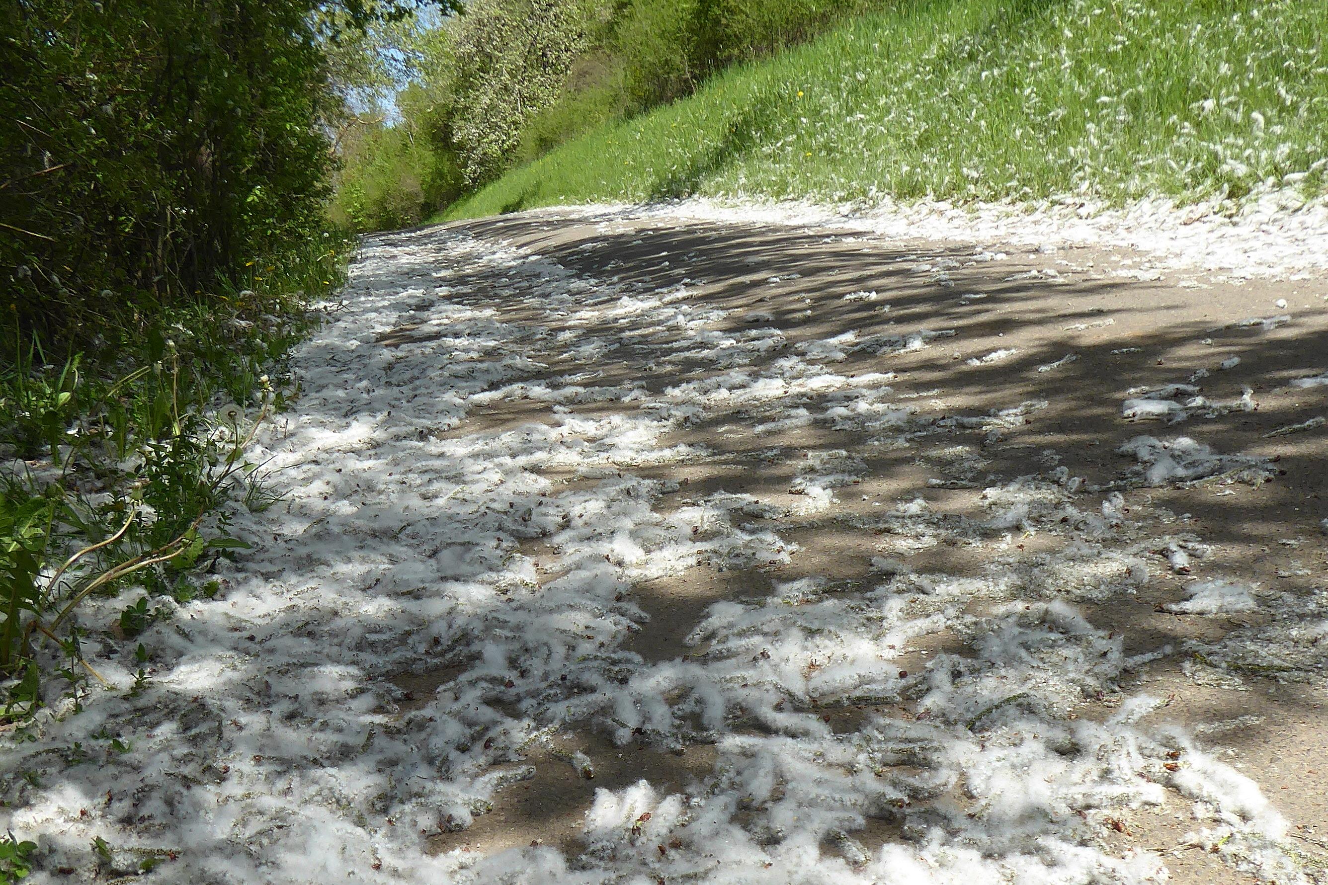 "Auch wenn es so aussieht, der Schnee ist nicht zurück gekommen. Es ist lediglich der Samen der Pappelwolle, die man derzeit auf vielen Straßen und Wegen sieht. Wie hier am Walberla", schreibt uns Norbert Haselbauer, der täglich auf den "Berg der Franken" wandert.