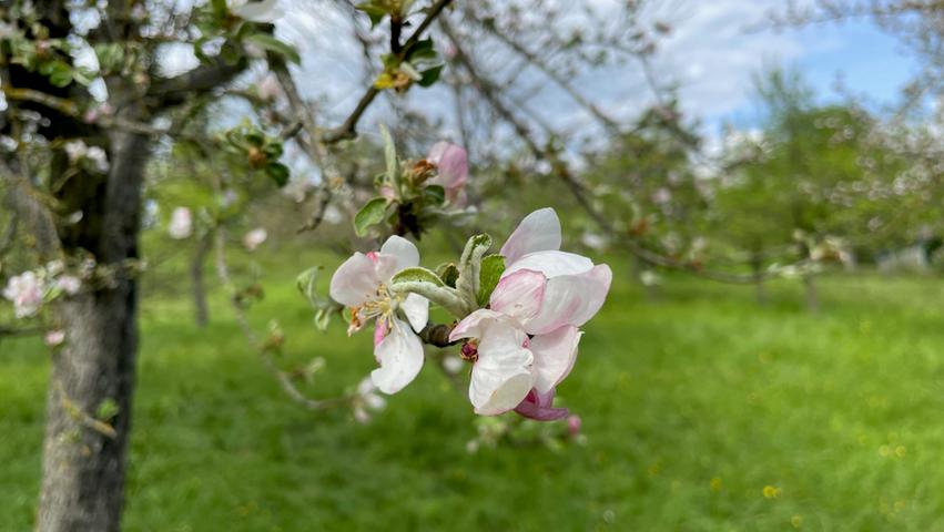 Idylle pur und ein Ort zum Genießen: Im Streuobst-Paradies Burgbernheim im Landkreis Neustadt/Aisch-Bad Windsheim blühen Anfang Mai schon die Apfelbäume. Auch im Jahr 2023 haben die Verantwortlichen wieder einige Events geplant.  