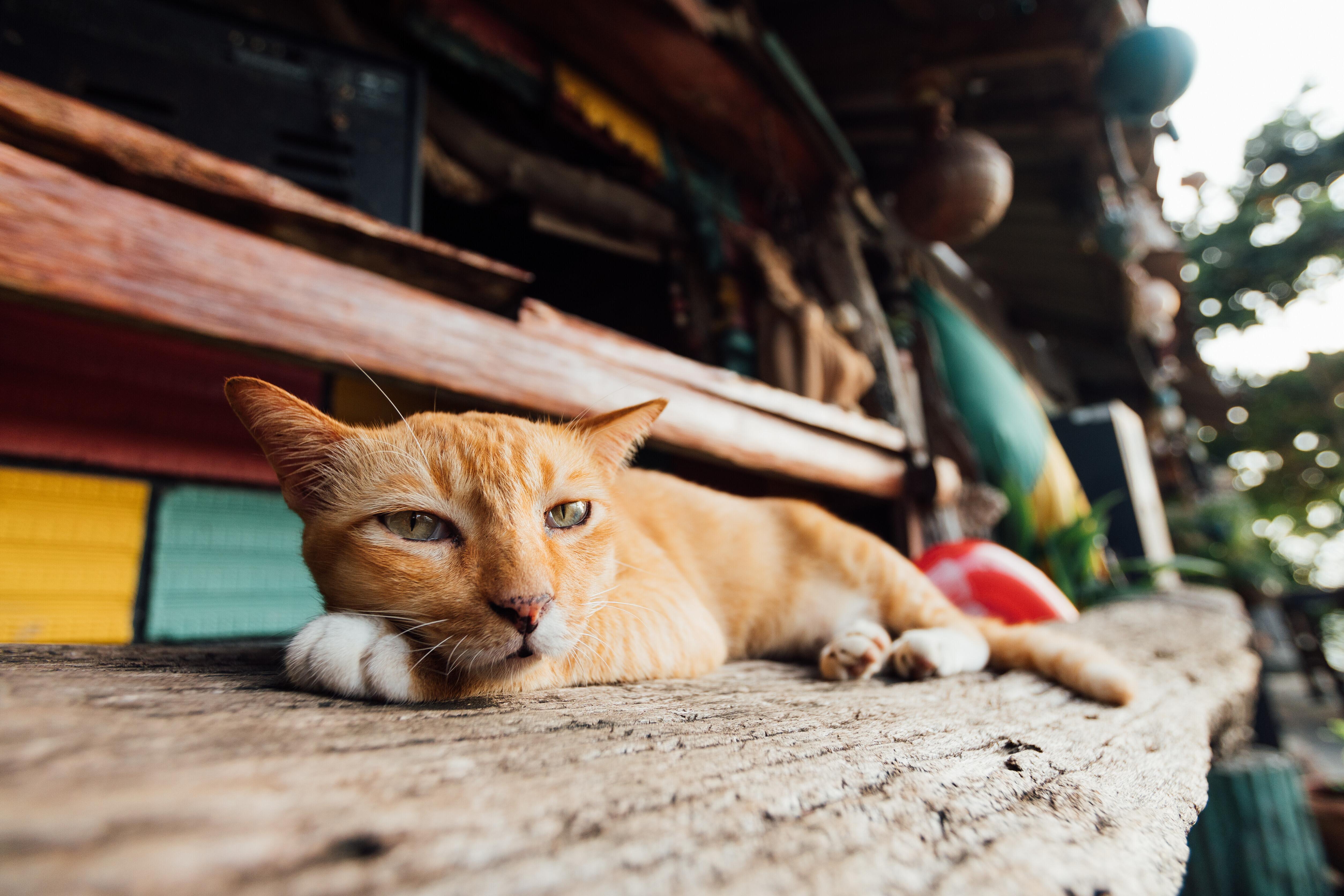 Er kam, sah, und miaute - Django. (Symbolbild)