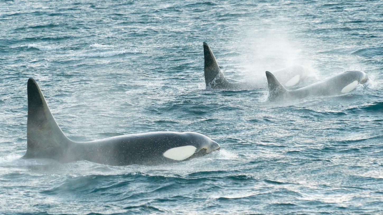 Drei Orcas haben vor Spaniens Küste ein Segelboot zum Sinken gebracht - warum die Tiere das Schiff angriffen, ist unklar. Drei Orcas haben vor Spaniens Küste ein Segelboot zum Sinken gebracht - warum die Tiere das Schiff angriffen, ist unklar.
