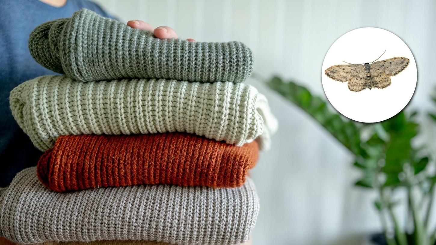 Motten in der Kleidung können äußerst lästig sein. Mit ein paar Tricks lassen sich Wollpullover vor den Tierchen schützen. Motten in der Kleidung können äußerst lästig sein. Mit ein paar Tricks lassen sich Wollpullover vor den Tierchen schützen.