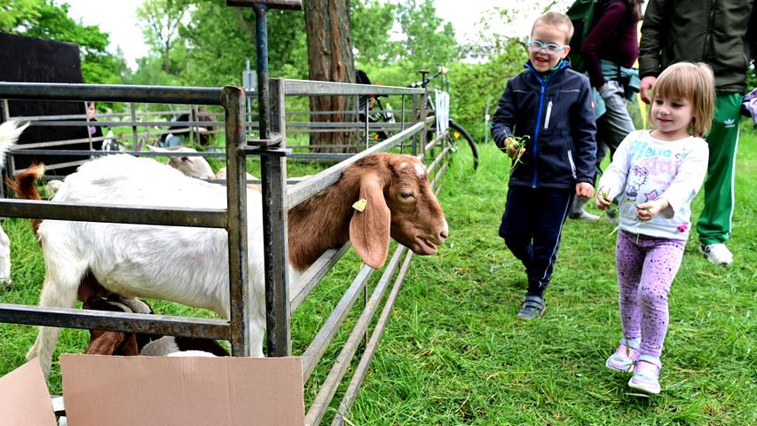 Die Ziegen und Schafe von Schäfer Wüst haben es besonders den jungen Besuchern angetan,